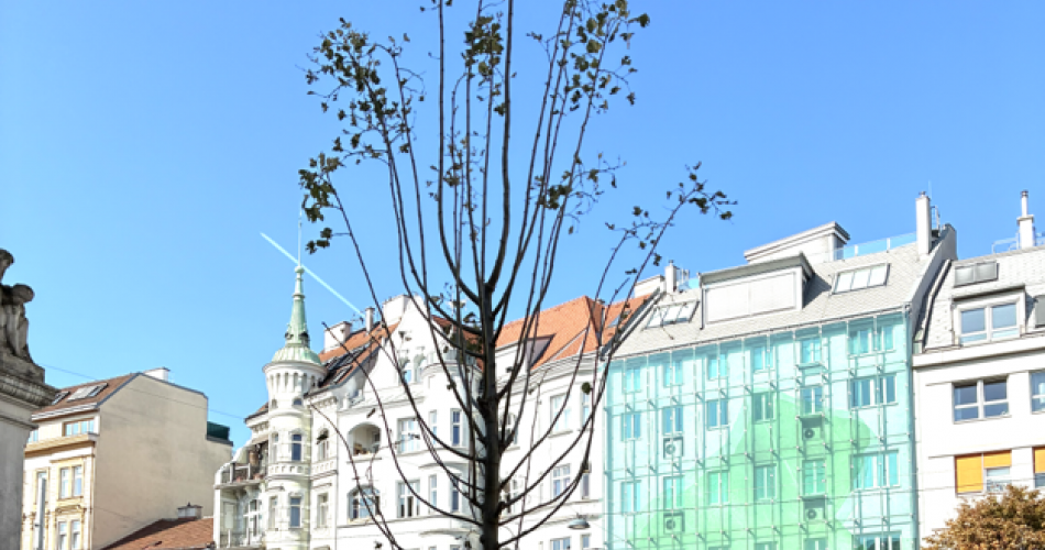 Baum